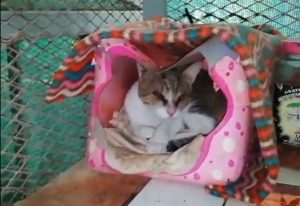 Stories - Animal Rescue Center Costa Rica