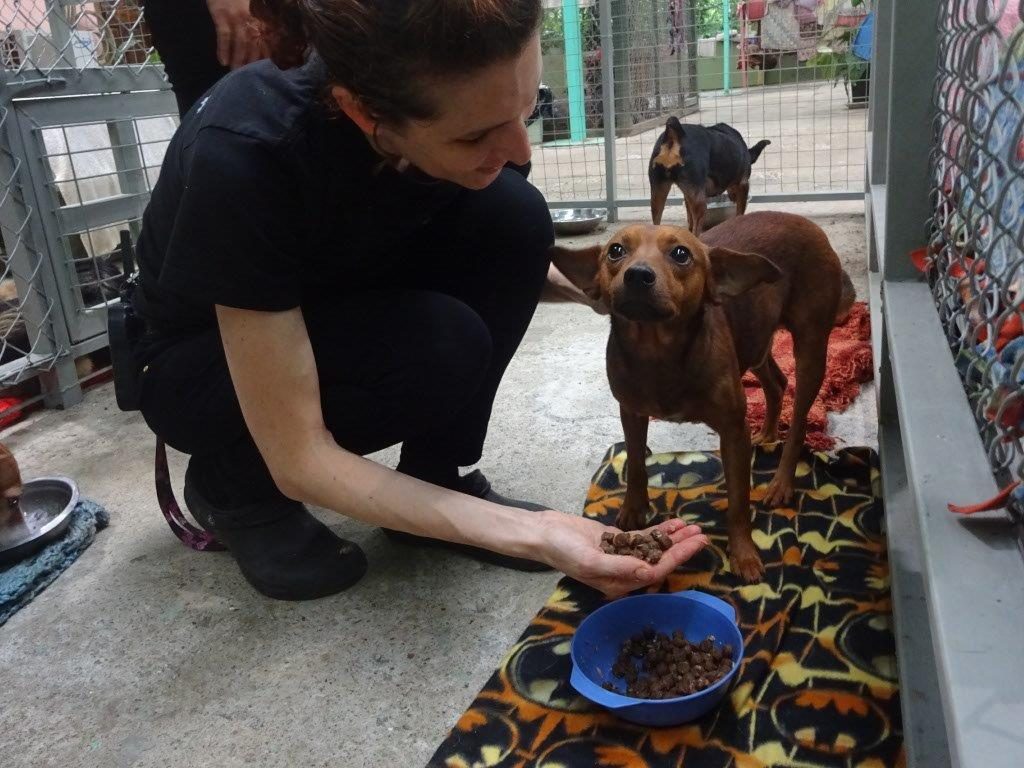 About Us - Animal Rescue Center Costa Rica