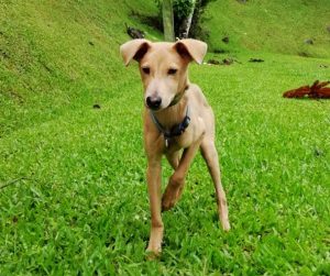 Home - Animal Rescue Center Costa Rica