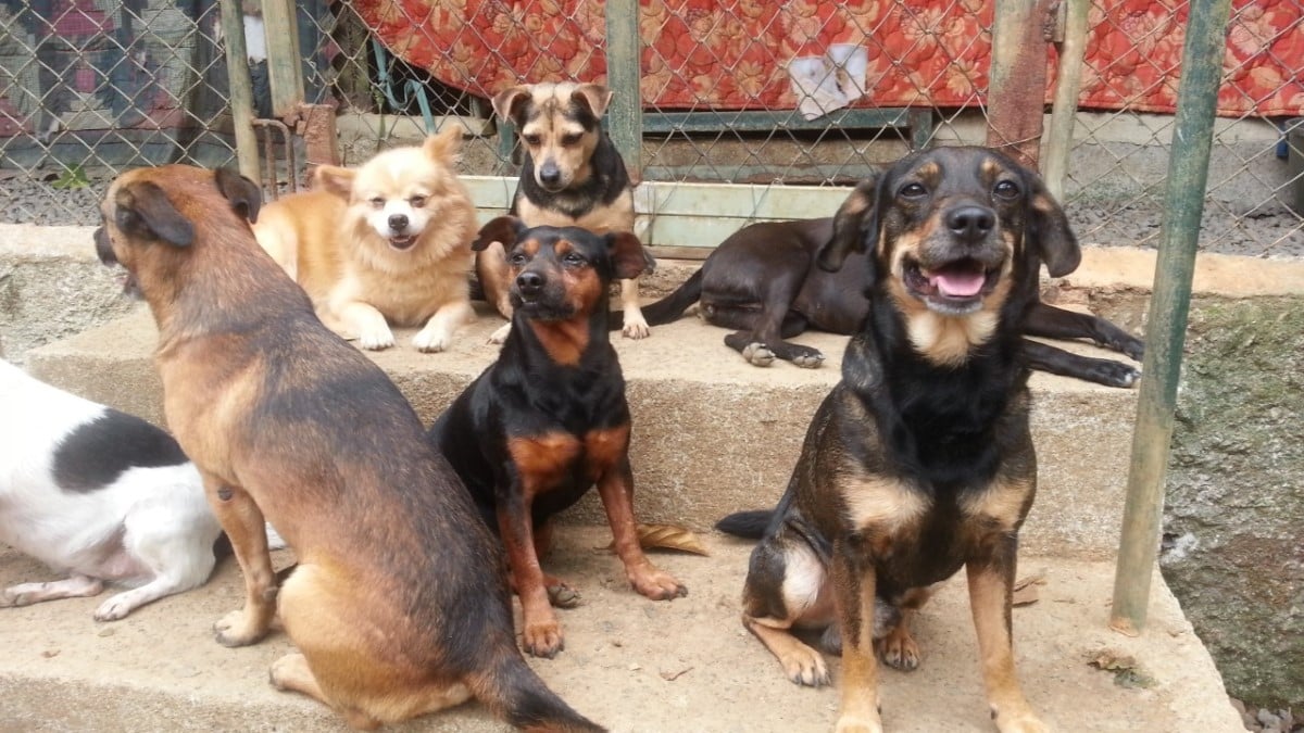 Home - Animal Rescue Center Costa Rica