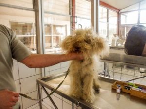 Stories - Animal Rescue Center Costa Rica