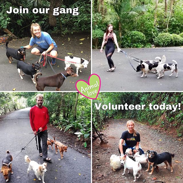 Come and volunteer with us in Costa Rica - Animal Rescue Center Costa Rica
