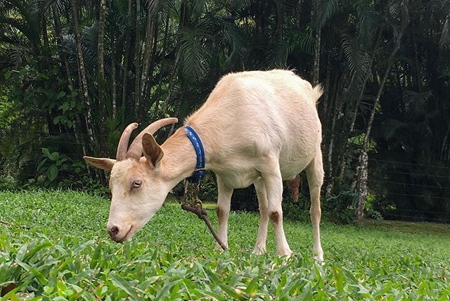 Meet our friendly sheep and goats - Animal Rescue Center Costa Rica