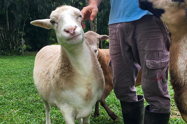 Meet our friendly sheep and goats - Animal Rescue Center Costa Rica